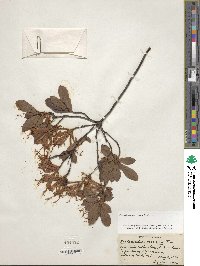 Rhododendron viscosum image