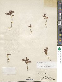 Rhododendron viscosum image