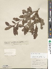 Rhododendron viscosum image