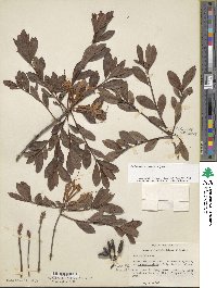 Rhododendron viscosum image