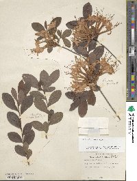 Rhododendron viscosum image