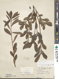 Rhododendron viscosum image