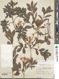 Rhododendron viscosum image