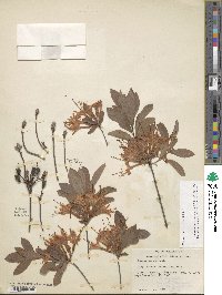 Rhododendron viscosum image