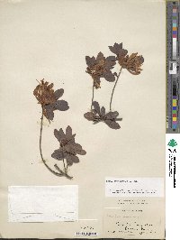 Rhododendron viscosum image