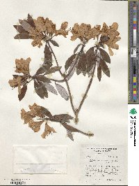 Rhododendron zaleucum image