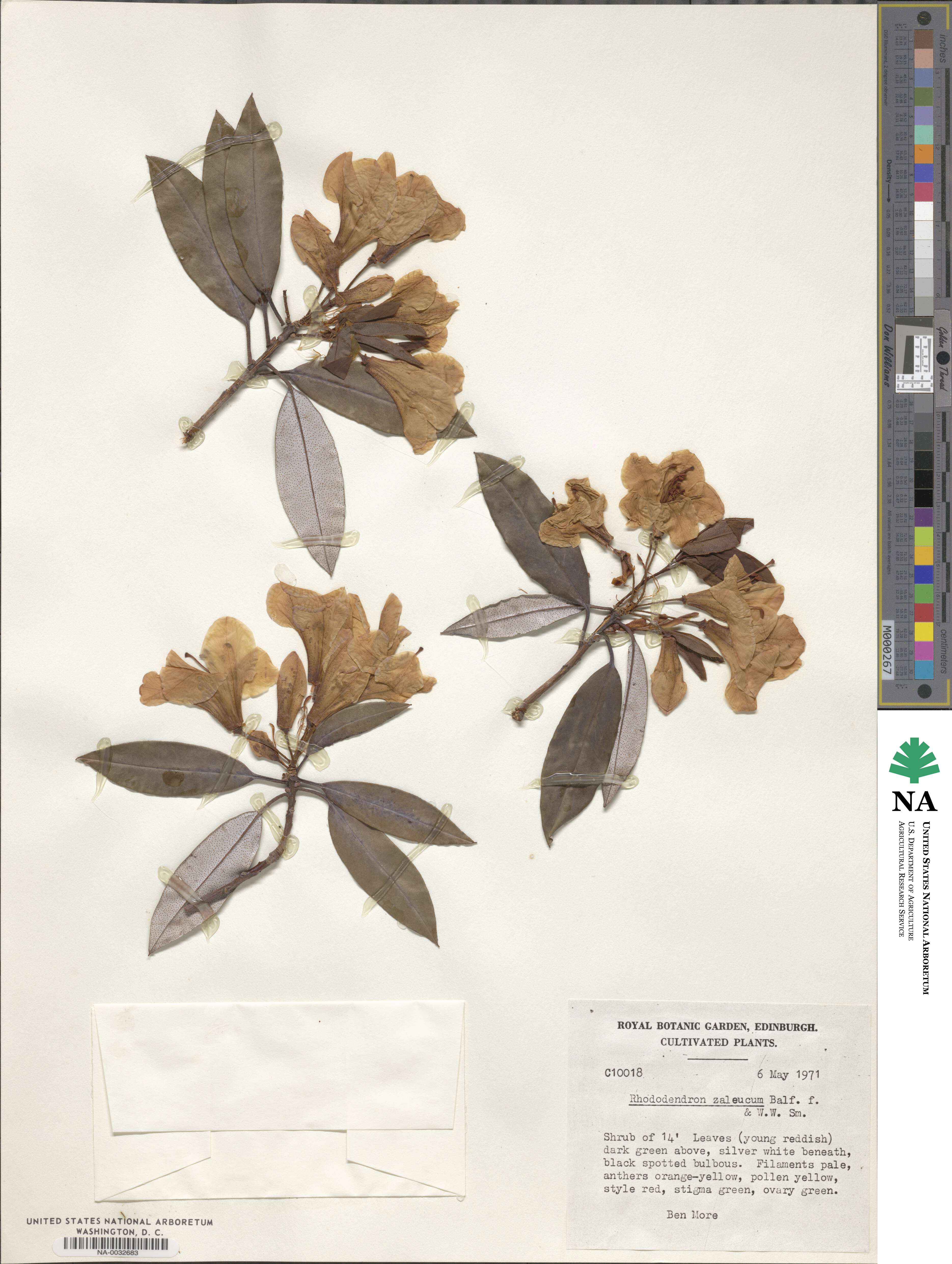 Rhododendron zaleucum image