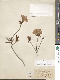 Rhododendron yedoense image