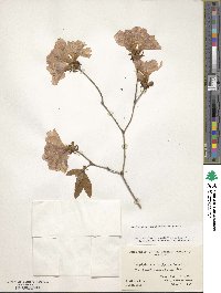Rhododendron yedoense image