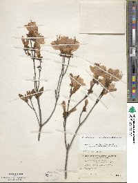 Rhododendron yedoense f. poukhanense image