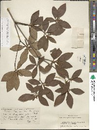 Rhododendron yedoense f. poukhanense image