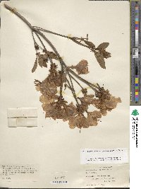 Rhododendron yedoense f. poukhanense image