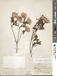 Rhododendron yedoense f. poukhanense image