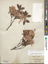 Rhododendron yedoense f. poukhanense image