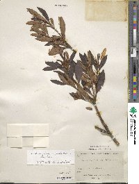 Rhododendron yedoense f. poukhanense image