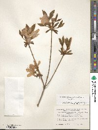 Rhododendron yedoense f. poukhanense image