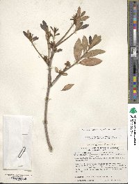 Rhododendron yedoense f. poukhanense image