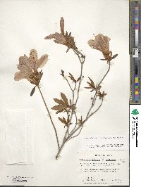 Rhododendron yedoense f. poukhanense image