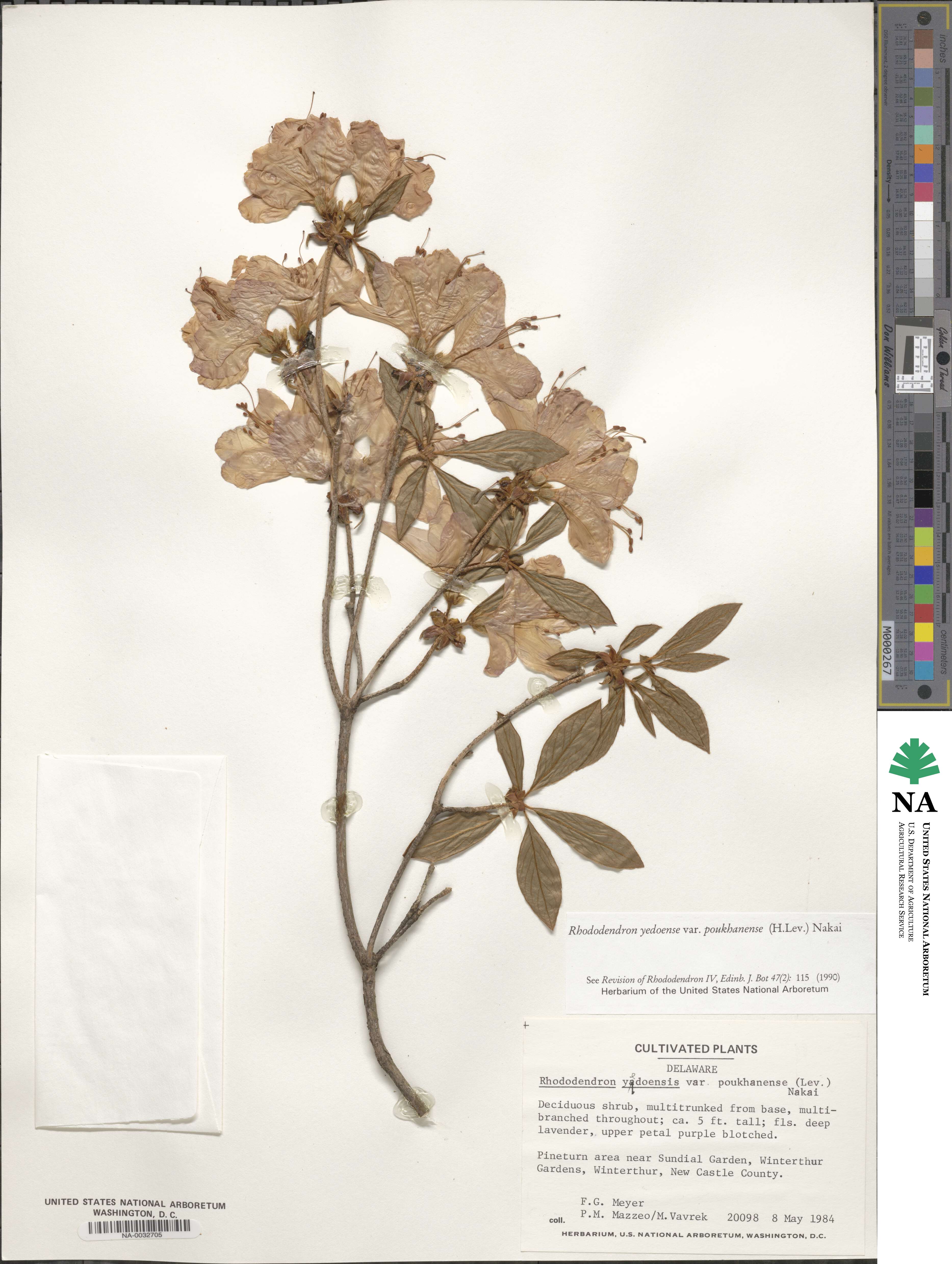 Rhododendron yedoense f. poukhanense image