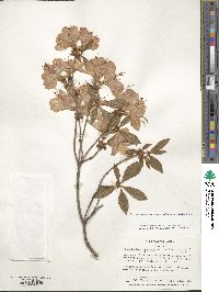 Rhododendron yedoense f. poukhanense image