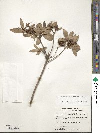 Rhododendron yedoense f. poukhanense image