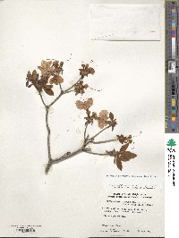 Rhododendron yedoense f. poukhanense image