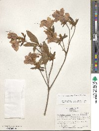 Rhododendron yedoense f. poukhanense image