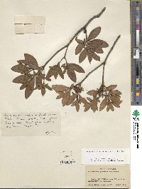 Rhododendron yedoense f. poukhanense image