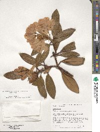 Rhododendron yakushimanum image