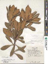 Rhododendron yakushimanum image