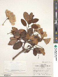 Rhododendron williamsianum image