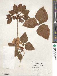 Rhododendron weyrichii image