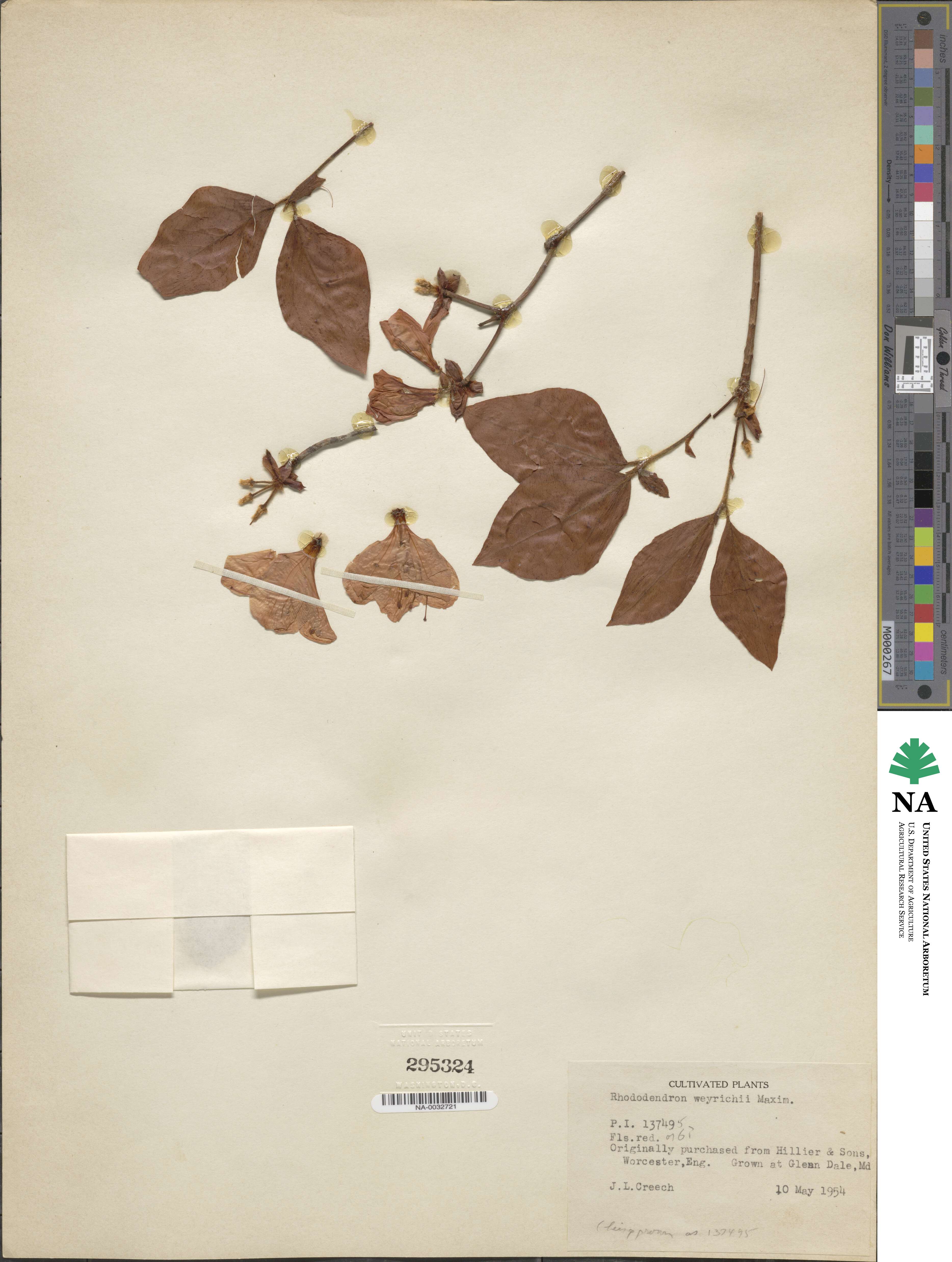 Rhododendron weyrichii image