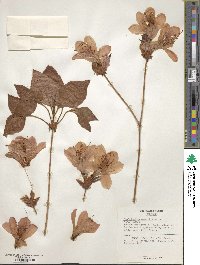 Rhododendron weyrichii image