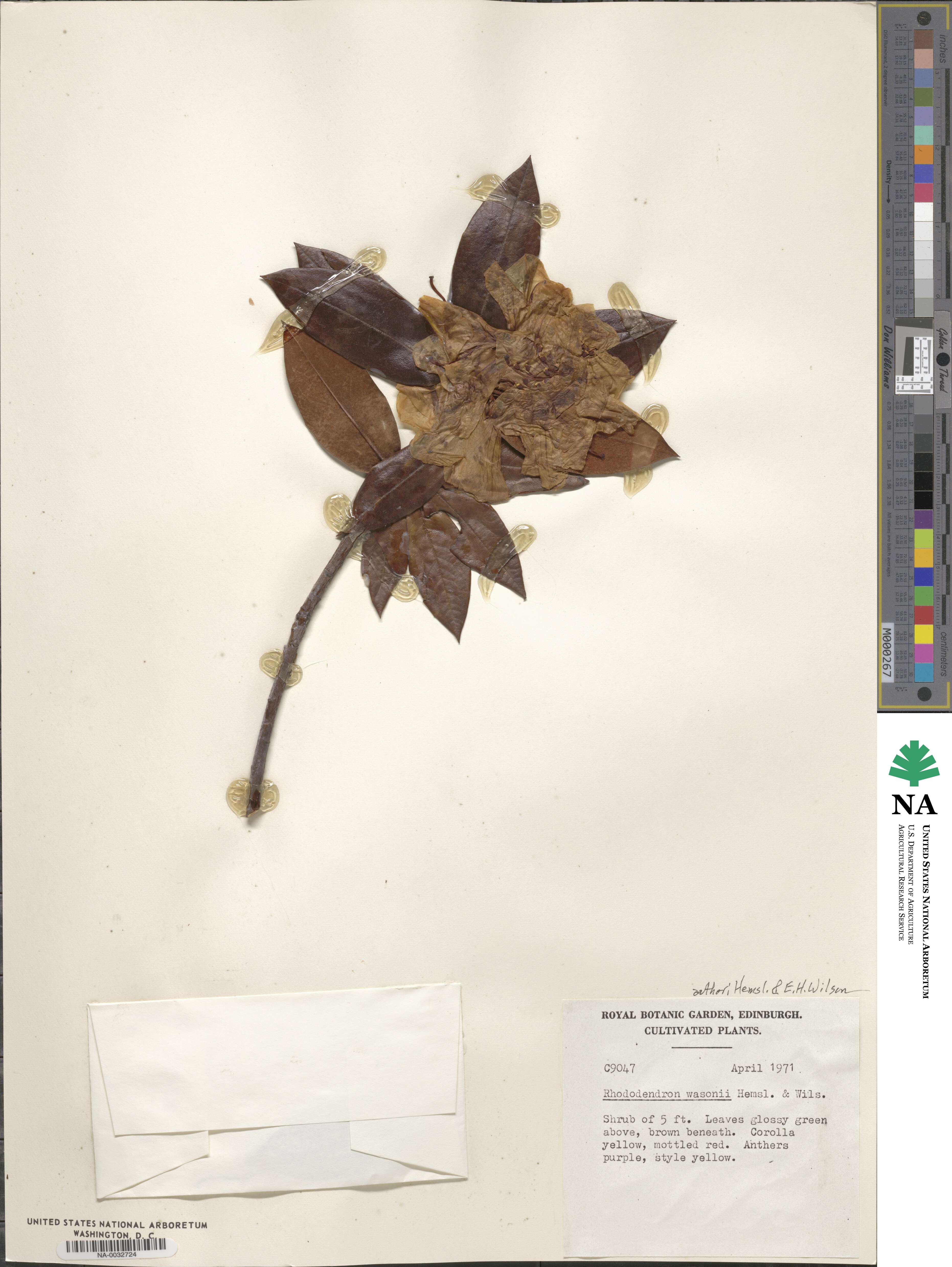 Rhododendron wasonii image