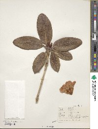 Rhododendron campanulatum image