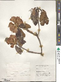 Rhododendron campanulatum image