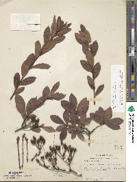 Rhododendron viscosum image