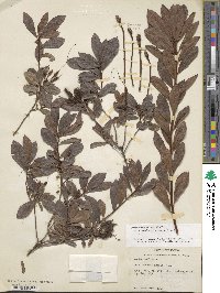 Rhododendron viscosum image