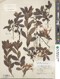 Rhododendron viscosum image