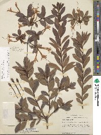 Rhododendron viscosum image