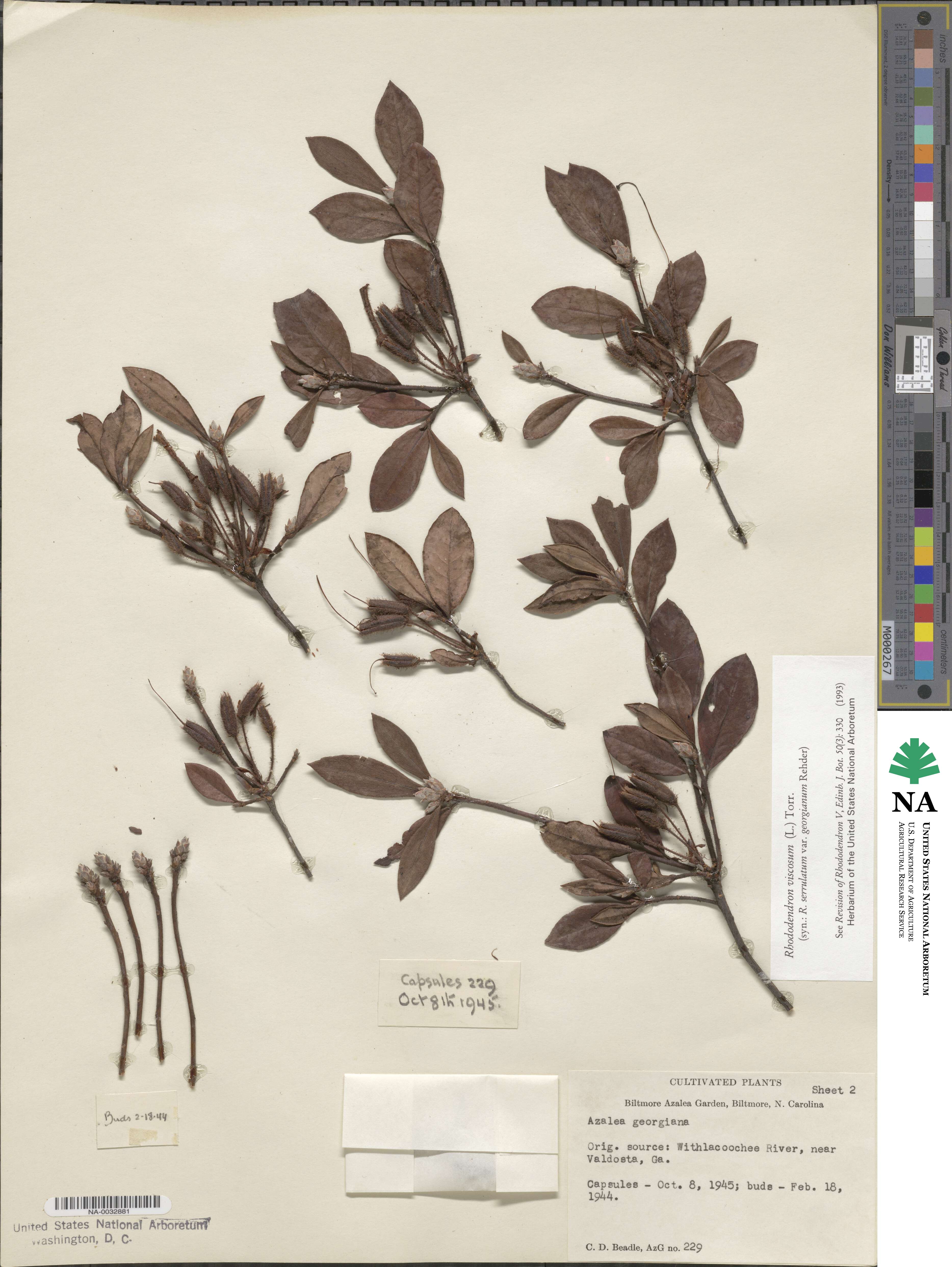 Rhododendron viscosum image