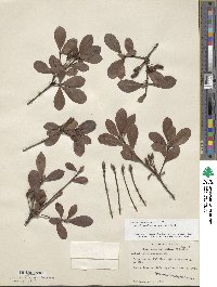 Rhododendron viscosum image