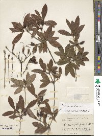 Rhododendron viscosum image