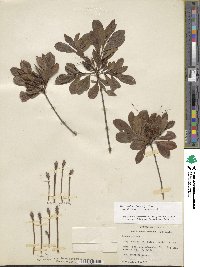 Rhododendron viscosum image