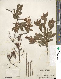 Rhododendron viscosum image