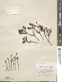 Rhododendron viscosum image