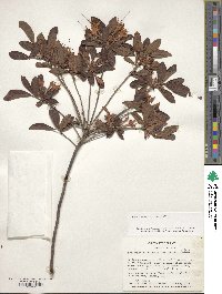 Rhododendron viscosum image