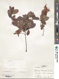 Rhododendron viscosum image