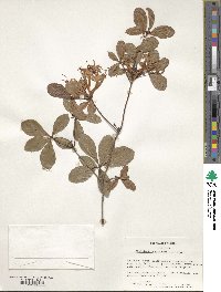 Rhododendron viscosum image